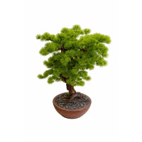 Bonsai Ağacı-4